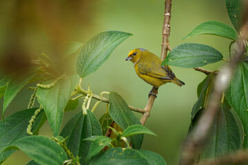 Orange-bellied Euphonia - Euphonia xanthogaster black and yellow bird in finch family Fringillidae,...