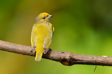 Orange-bellied Euphonia - Euphonia xanthogaster black and yellow bird in finch family Fringillidae, found in South America, subtropical or tropical moist lowland forest and moist montane forest