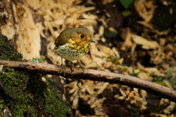 Ochre-breasted Antpitta - Grallaricula flavirostris ground bird in Grallariidae, Bolivia, Colombia, Costa Rica, Ecuador, Panama and Peru in subtropical or tropical moist montane forests