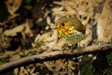 Ochre-breasted Antpitta - Grallaricula flavirostris ground bird in Grallariidae, Bolivia, Colombia, Costa Rica, Ecuador, Panama and Peru in subtropical or tropical moist montane forests