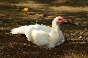 White hen resting on ground. 
