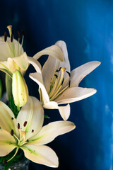 A bouquet of lilies in a vase against a blue wall.