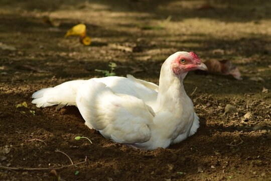 White hen resting on ground. 