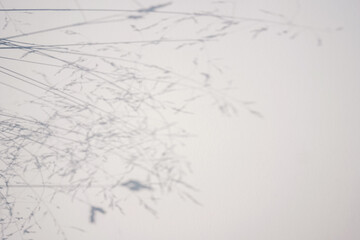 Shadow of foliage on white background. Overlay.