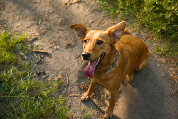 portrait of a homeless red dog on the beach