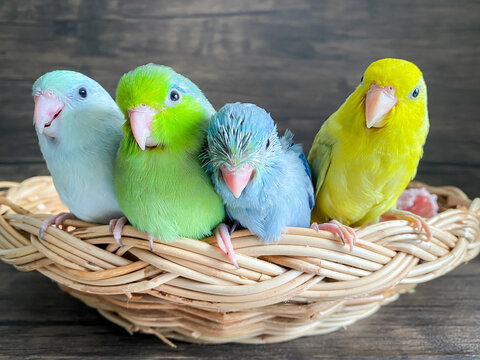 Four Forpus different color parrot bird