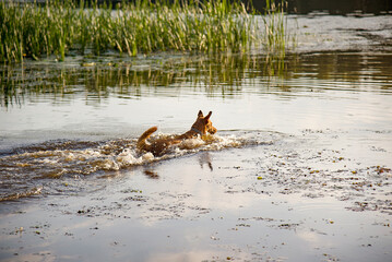 dog swim in the lake