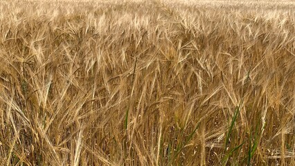 golden wheat field