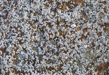  Nature texture background, Small seashell attached to the rock