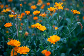 Obraz premium Natural background with bright orange flowers among the foliage.