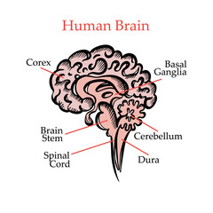 HUMAN BRAIN STRUCTURE General Layout Chart Of Partitions Of The Human Brain With Explanatory Text For Medical Education And Students Hand Drawing Vector