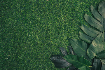 green grass background