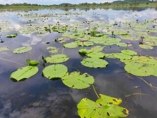 white water lily