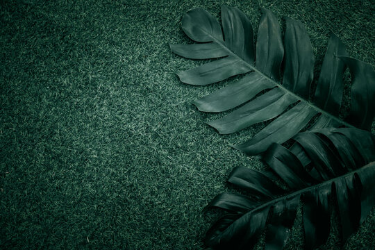 Leaf of Mons tera Background, Green Backdrop for Edit and Text Design. 