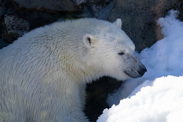 Close-up of the muzzle of a white polar bear (Ursus maritimus) on the rocks, side view.