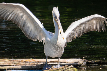 Close-up of a large white pelican flapping its wings on a log on a lake. Wild animals in their natural habitat.