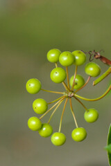 放射線状にひろがった緑の実