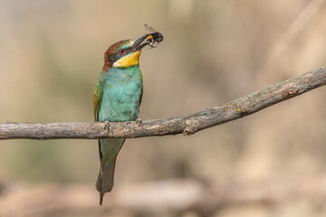 European Bee-eater (Merops apiaster) perched on branch with a bumblebee in its beak.