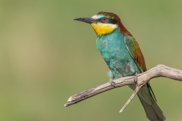 European Bee-eater (Merops apiaster) perched on branch.