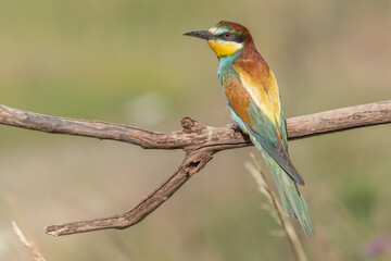 European Bee-eater (Merops apiaster) perched on branch.