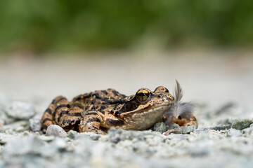 frog on the ground