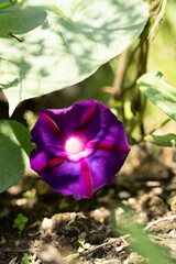 blue-violet morning glory