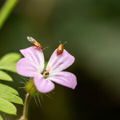 bugs on a flower