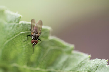 fly on leaf