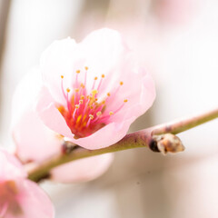 peach blossom