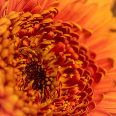 close up of orange flower