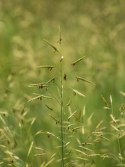 grass with spikelets as a background