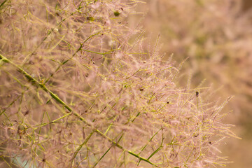 plant with fluffy leaves as background