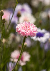 cornflower flower on green background