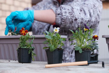 The process of planting garden flowers in pots close-up