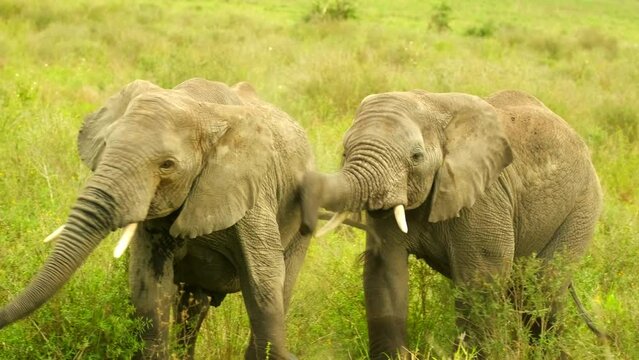 A pair of adult elephants frolic in the wild in the Serengeti National Reserve, Tanzania. Africa.
Elephant mating games