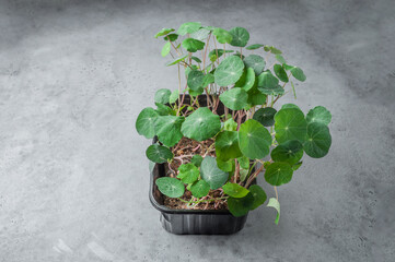 nasturtium microgreen sprouts on gray background