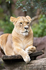 lion and lioness