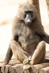 portrait of baboon