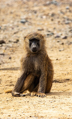portrait of baboon