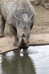 Obraz premium white rhino in zoo