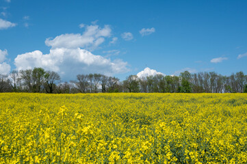 champ de colza