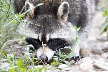 raccoon in the grass