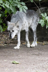 gray wolf lupus