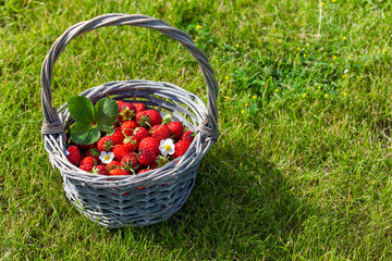 Ripe strawberries in basket