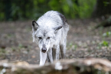 Fototapeta premium wolf in the woods