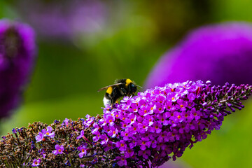 bee on lavender