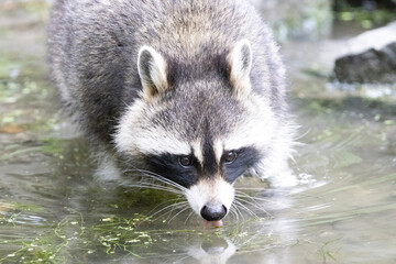 raccoon in the water