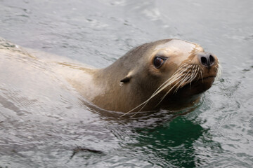 Fototapeta premium state sea lion