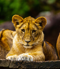 portrait of a lion