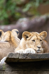 lion and lioness